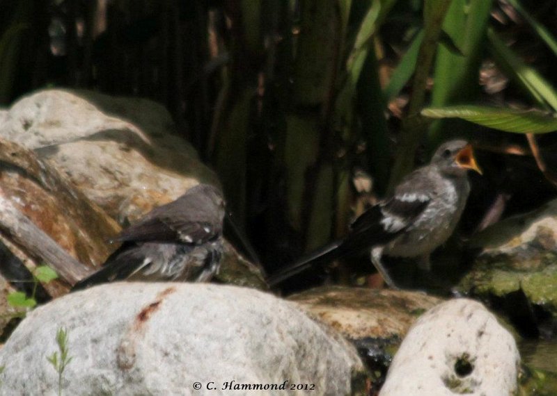 Unhappy Mockingbird.jpg